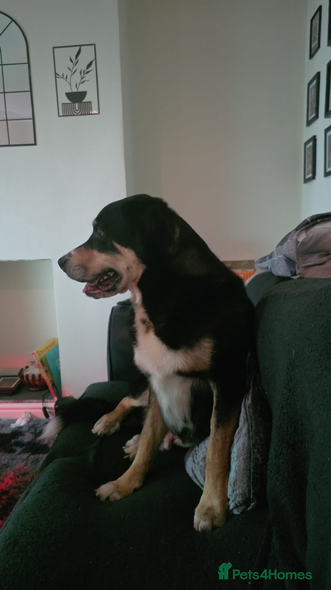 Greater Swiss Mountain Dog dogs for sale: Simba  - Advert 2