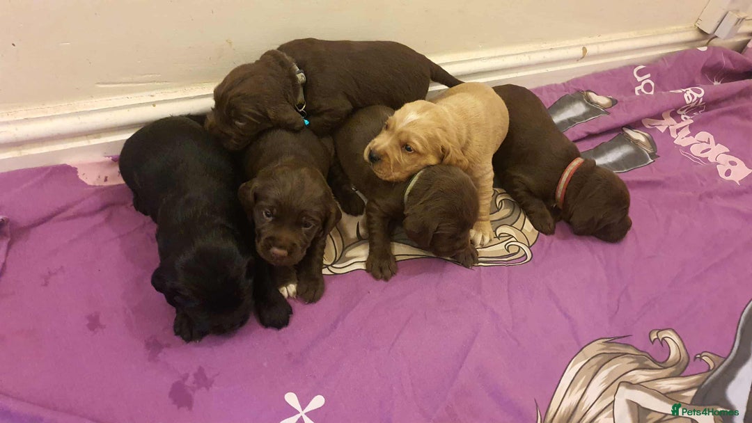 Mixed Breed dogs for sale: Cockerdor x english springer spaniel  - Image 15