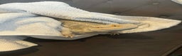 Bearded Dragon reptiles for sale: Female Bearded Dragon - Advert 1