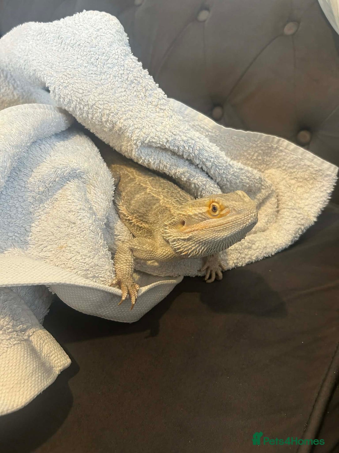 Bearded Dragon reptiles for sale: Female Bearded Dragon - Advert 1