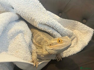 Bearded Dragon reptiles Female Bearded Dragon - Advert 1