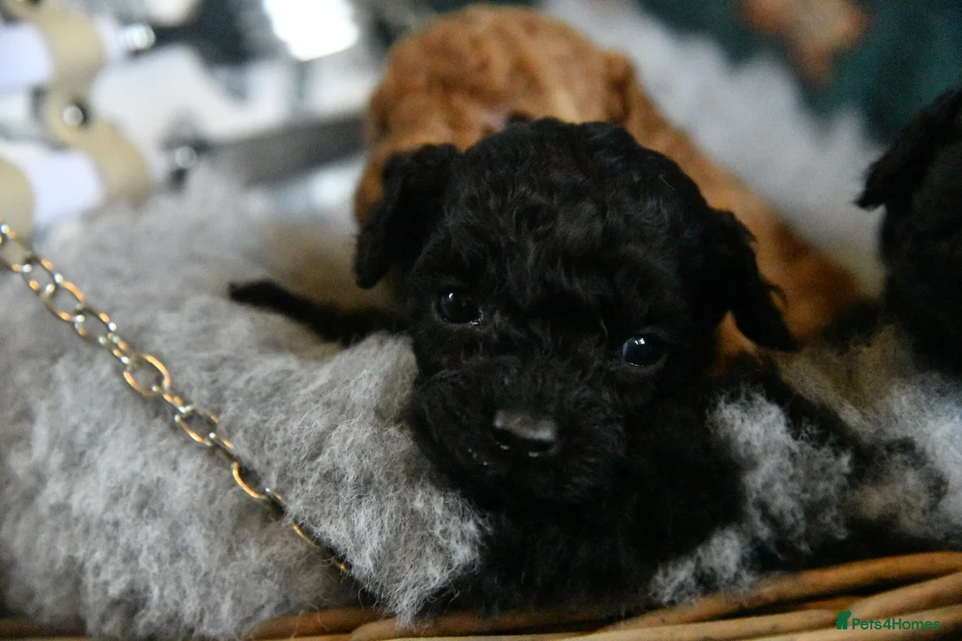 Toy Poodle dogs for sale: Pure bred Toy Poodle puppies, Black and Red - Advert 11