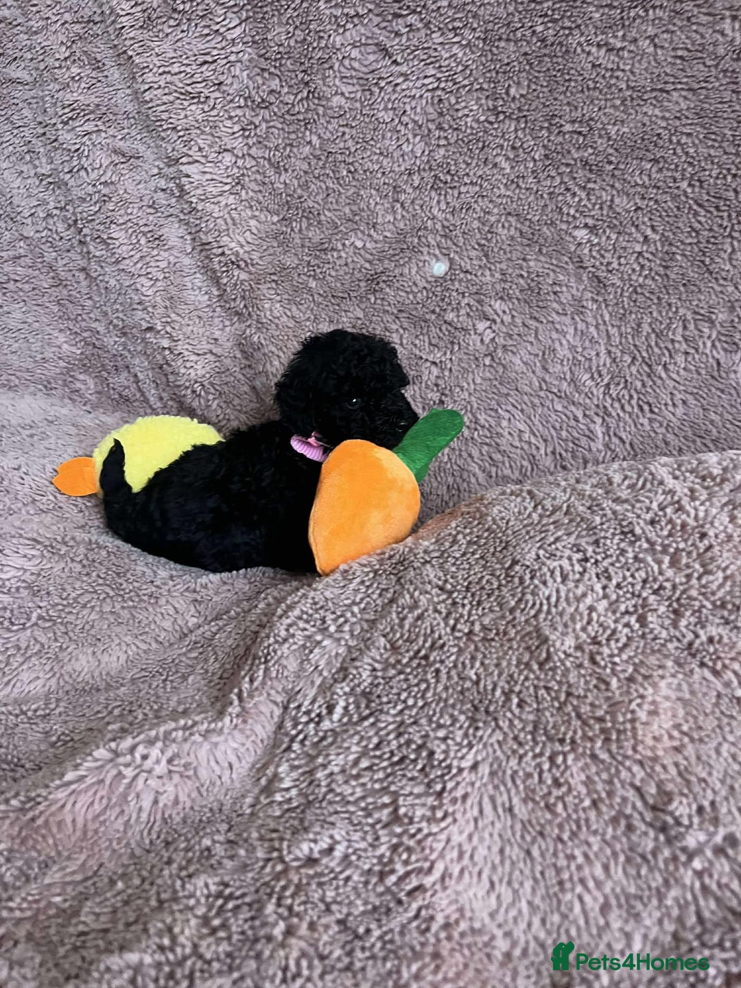Miniature Poodle dogs for sale: Miniature Poodles!!! - Advert 26