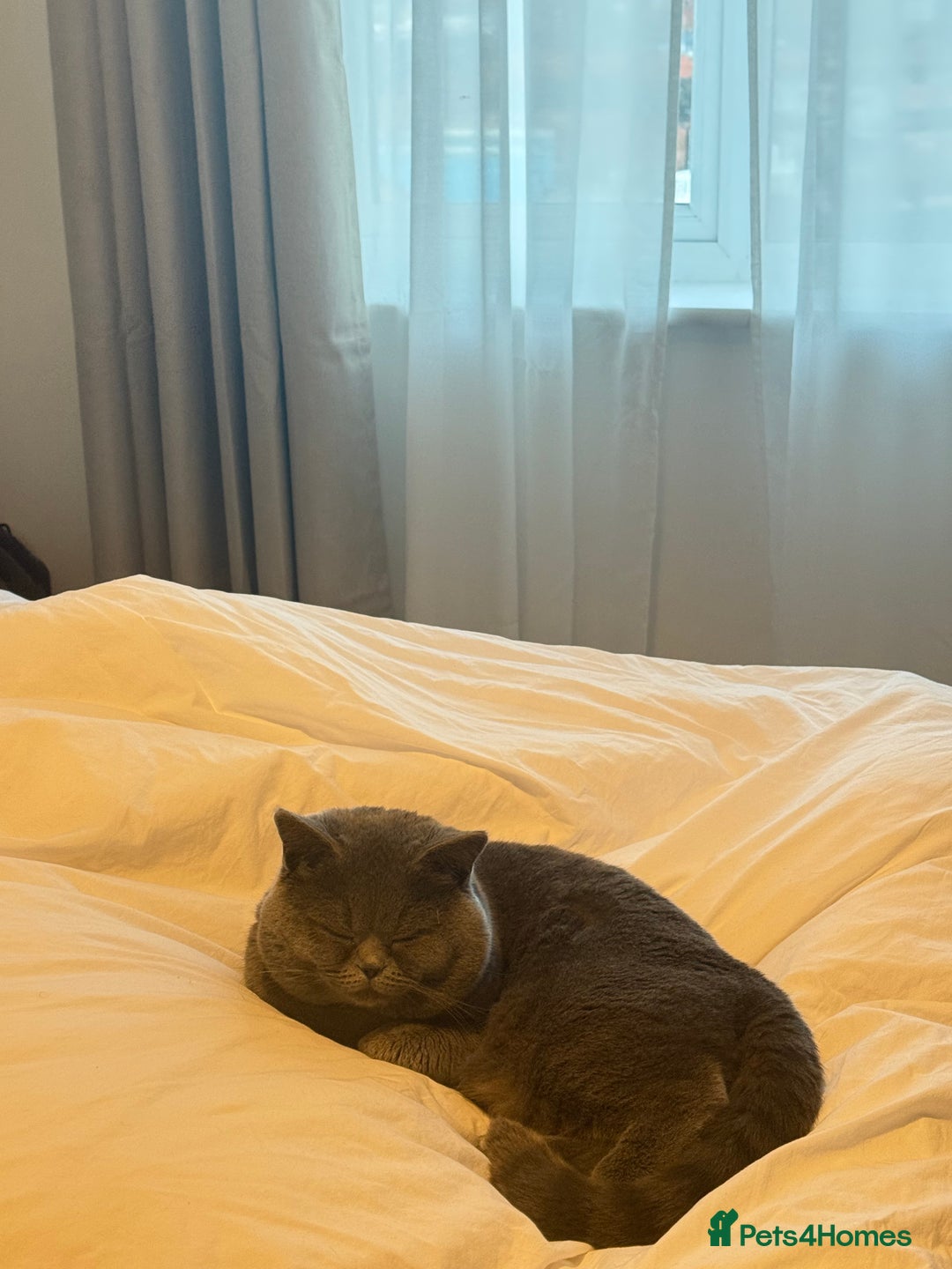 British Shorthair cats for sale: British shorthair - healthy and well socialised  - Advert 2