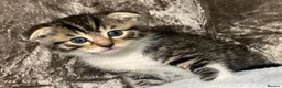 Scottish Fold cats for sale: Scottish fold x British fold kittens  - Advert 5