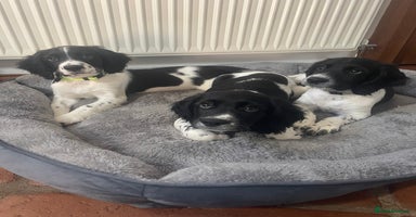 English Springer Spaniel dogs - Advert 7