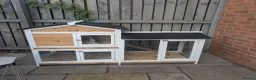 Guinea Pig rodents for sale: 2 male guinea pigs  - Advert 11
