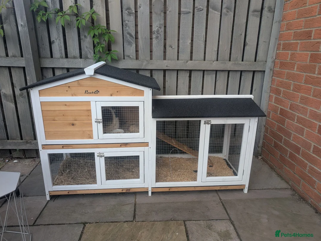 Guinea Pig rodents for sale: 2 male guinea pigs  - Advert 11