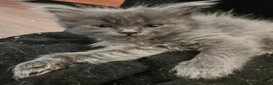 Ragdoll 4