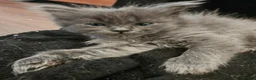 Ragdoll cats for sale: 🐾 Beautiful Ragdoll × Chinchilla Kittens - Advert 13
