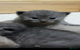 British Shorthair cats for sale: British shorthair kittens  - Image 11