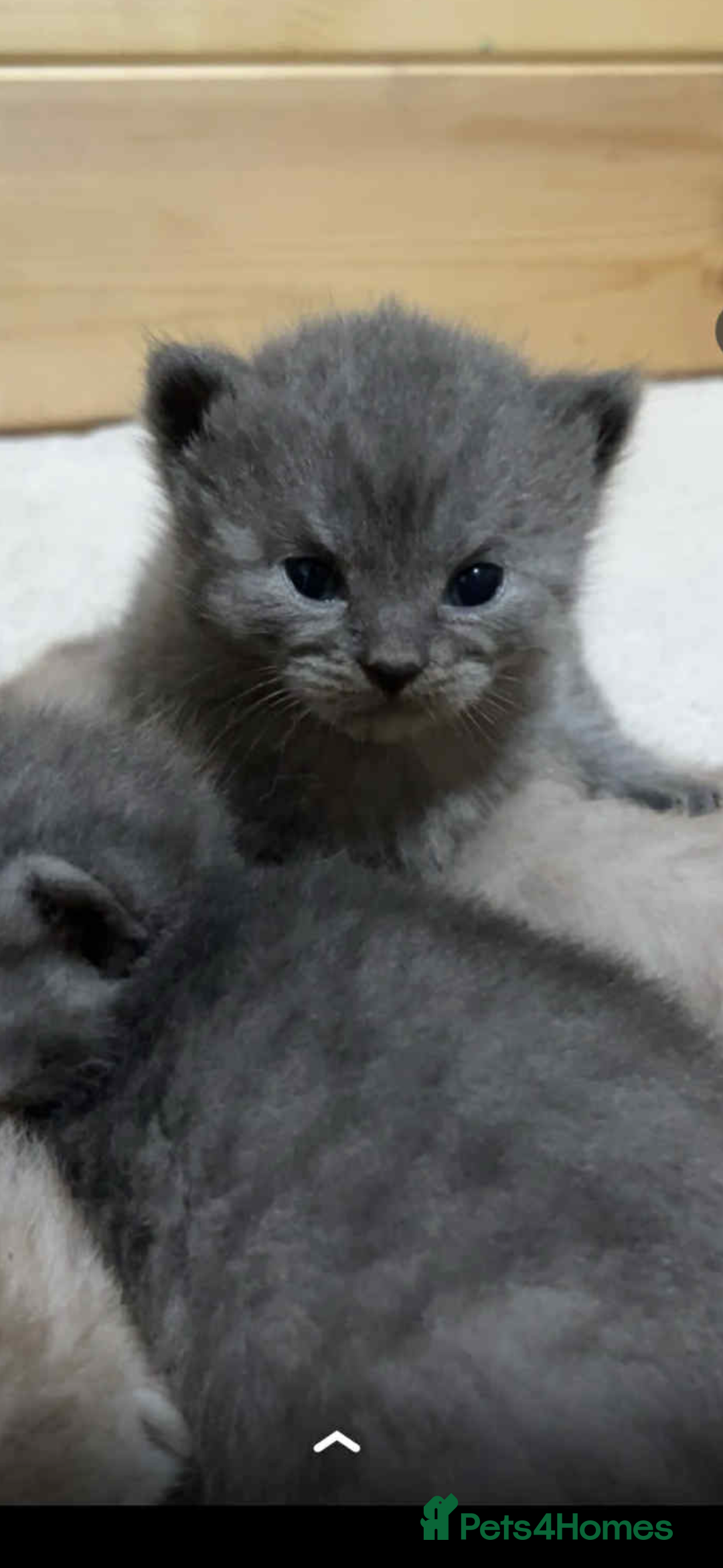 British Shorthair cats for sale: British shorthair kittens  - Image 11