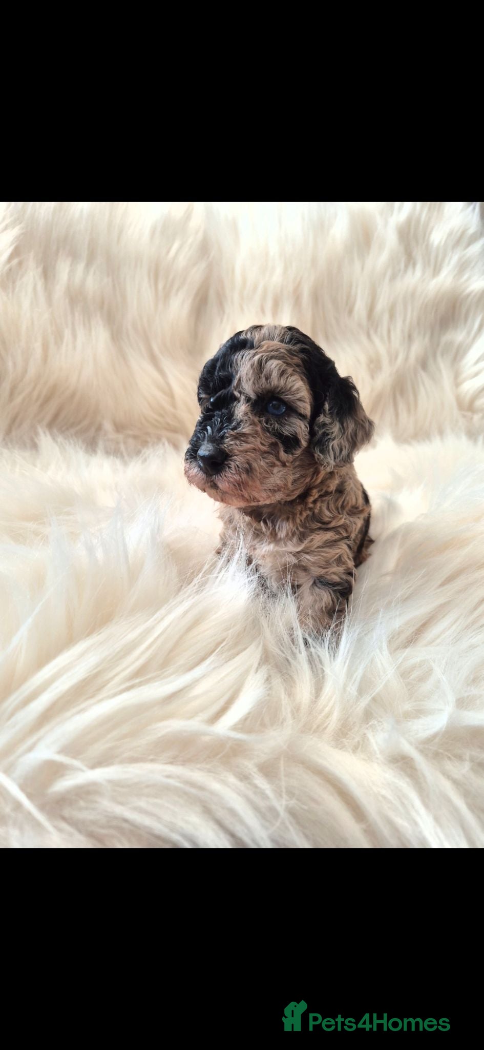 Cockapoo dogs Chocolate/merle cockapoos 3 girls/3 boys  - Advert 2