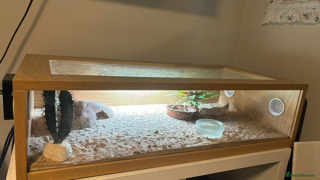 Gecko reptiles for sale: 🦎2 x Leucistic Leopard Geckos + Full Setups  - Advert 4