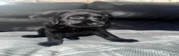 Labrador Retriever dogs for sale: Black Labrador - Advert 4