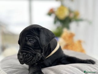 Labrador Retriever dogs Unique Happy,Healthy beautiful angels well trained - Advert 2