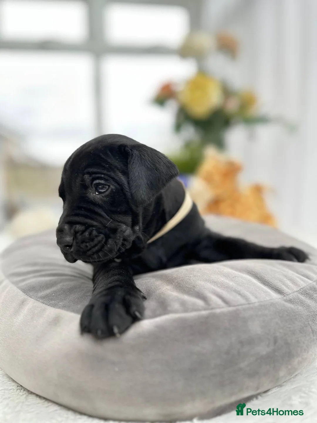 Labrador Retriever dogs for sale: Unique Happy,Healthy beautiful angels well trained - Advert 1