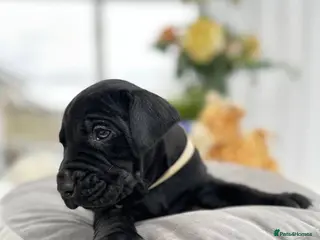 Labrador Retriever dogs Unique Happy,Healthy beautiful angels well trained - Advert 9