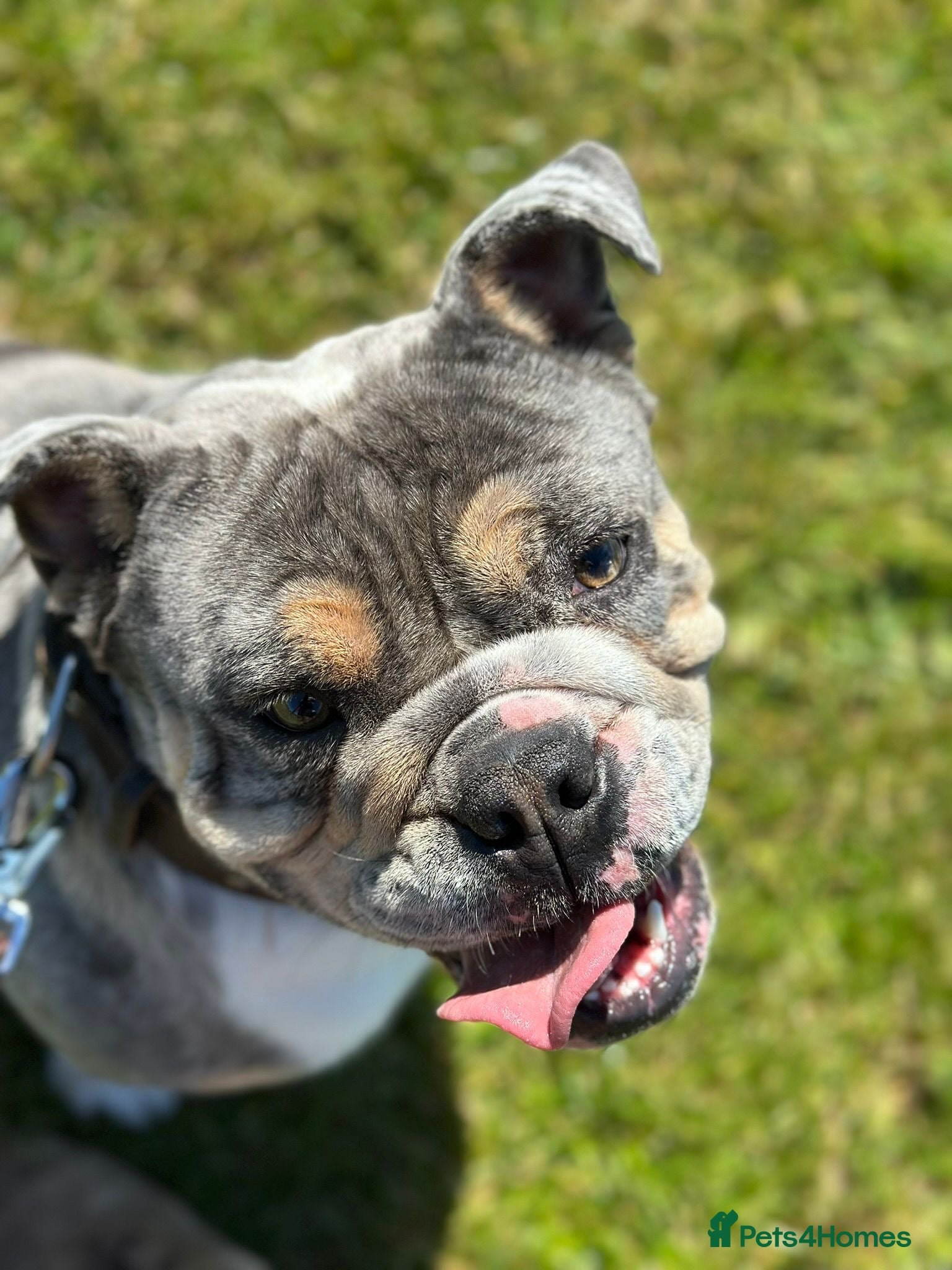 English Bulldog dogs for sale: Handsome English bulldog  - Advert 1