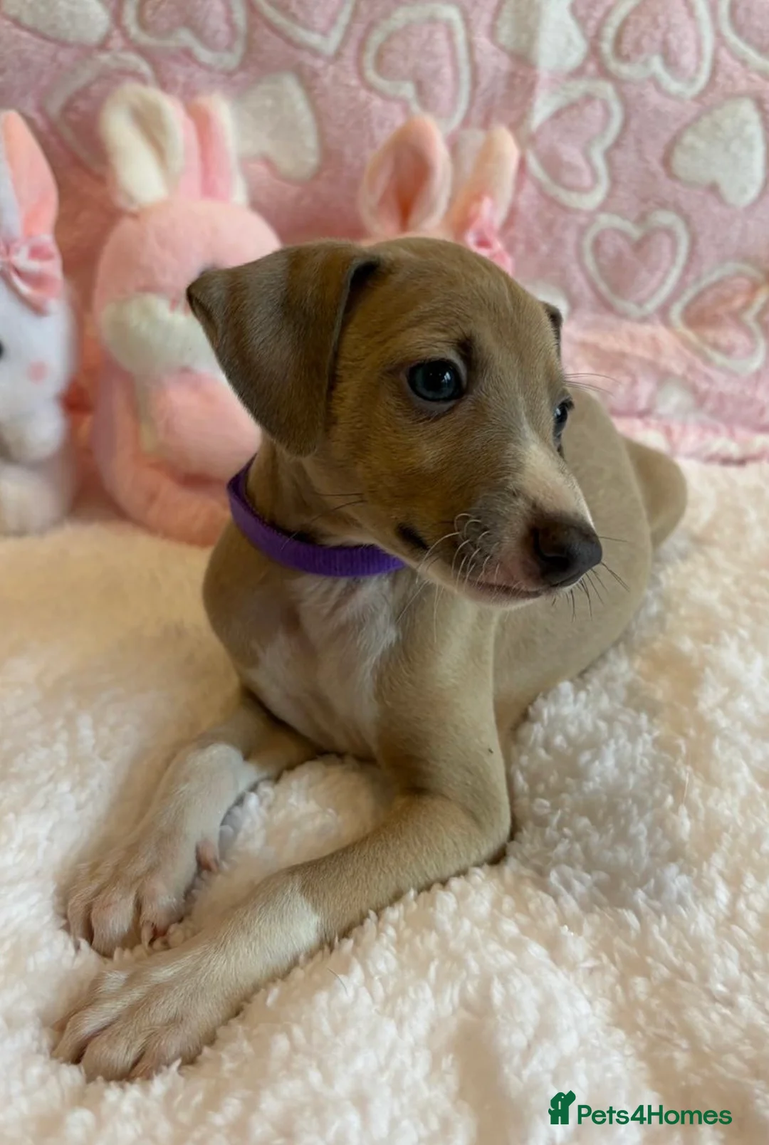 Mixed Breed dogs for sale: Gorgeous 3/4 ITALIAN GREYHOUND pups - Advert 6