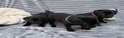 Staffordshire Bull Terrier dogs for sale: last boy True To size Bullscaff bloodline  - Advert 29