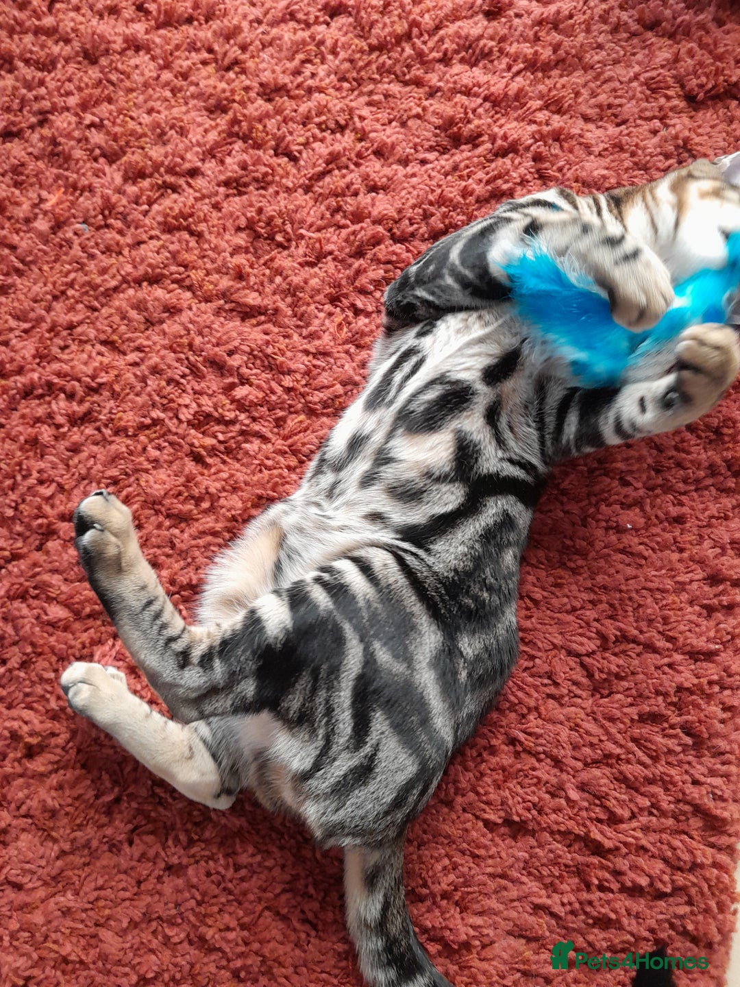 Savannah cats for sale: SOLD Pedigree TICA Reg F5 Savannah Boy Kitten - Image 24