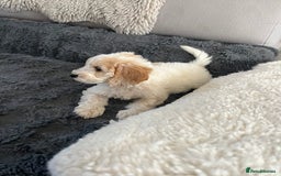Cockapoo dogs for sale: Adorable Cockapoo Puppies Ready for Loving Homes - Image 2