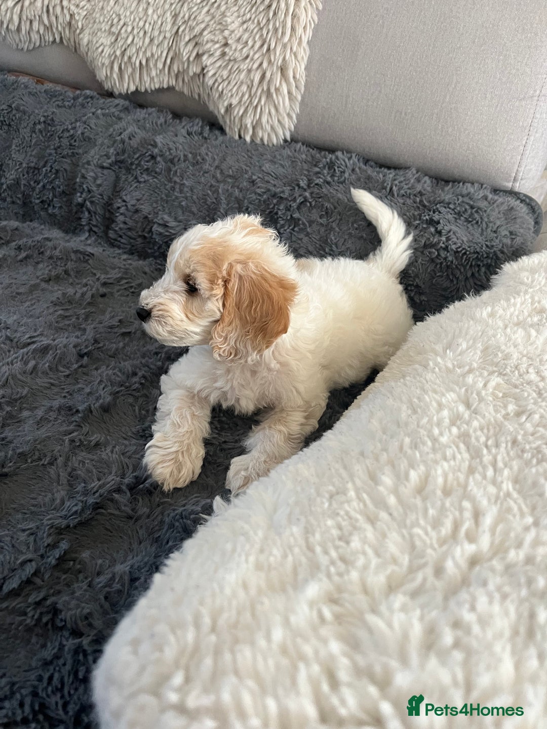 Cockapoo dogs for sale: Adorable Cockapoo Puppies Ready for Loving Homes - Image 2