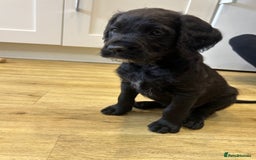 Mixed Breed dogs for sale:  Boxer-Doodle - Image 3