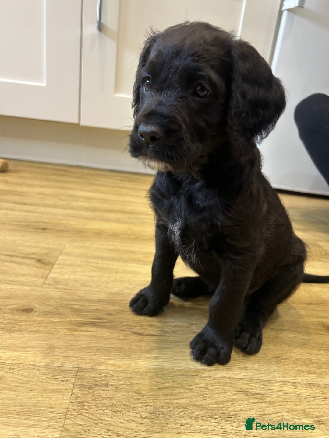 Mixed Breed dogs for sale:  Boxer-Doodle - Image 3