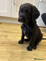 Mixed Breed dogs - Advert 3