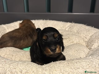 Miniature Dachshund dogs - Advert 5