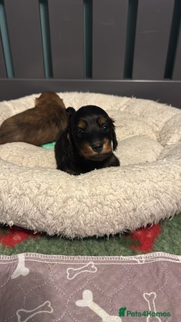 Miniature Dachshund dogs - Advert 9