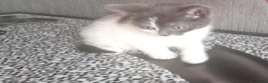 Mixed Breed Kitten 3