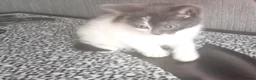 Mixed Breed cats for sale: 3 beautiful kittens looking for forever homes - Advert 3