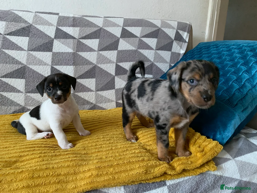 Mixed Breed dogs for sale: Puppies for good home - Advert 2