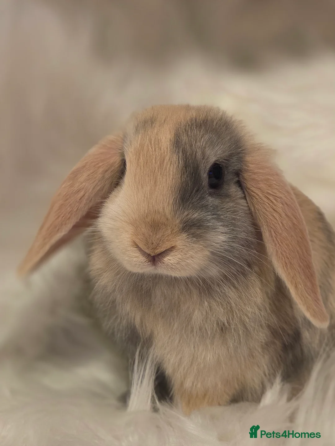Mini Lop rabbits for sale: Beautiful mini lops - Advert 2