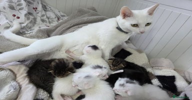 Mixed Breed cats Mixed kittens😻😽Ragdoll x domestic 🙀👌 - Advert 3