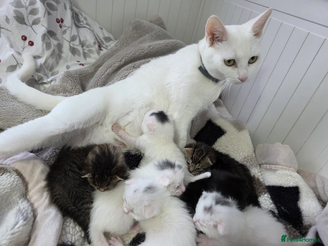 Mixed Breed cats for sale: Mixed kittens😻😽Ragdoll x domestic 🙀👌 - Advert 3