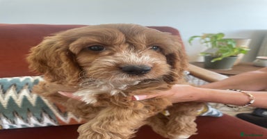 Cockapoo dogs - Advert 1