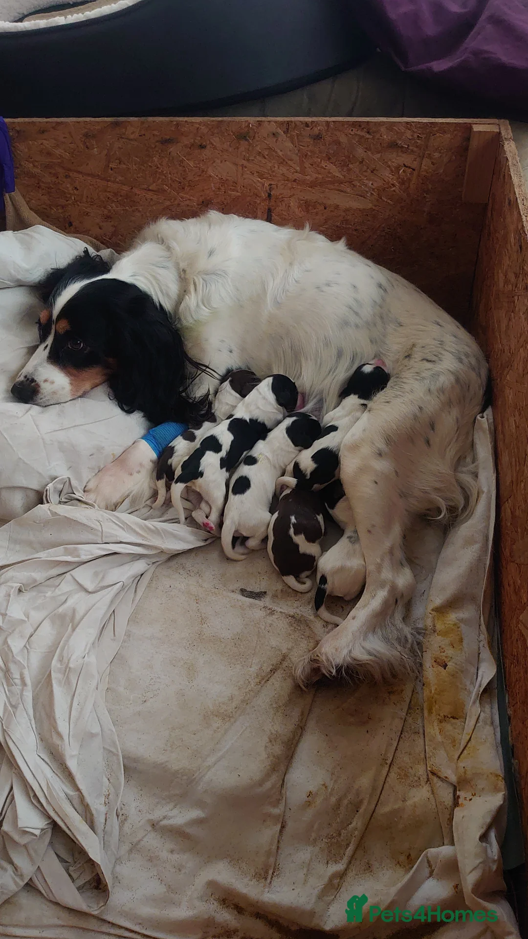 English Springer Spaniel dogs for sale: Working Springer Spaniel Puppies. - Advert 6