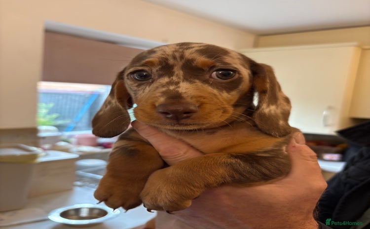 Dachshund dogs - Advert 10