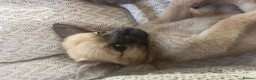 Chihuahua dogs for sale: Gorgeous tiny girl Chihuahua - Advert 7