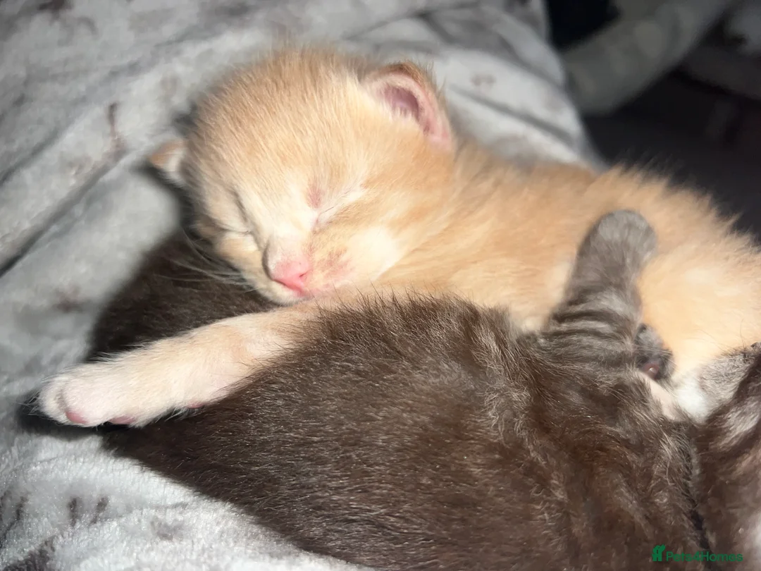 Maine Coon cats for sale: Register Maine Coon Kittens  - Advert 11