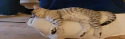 Scottish Fold cats for sale: Silver spotted Scottish fold/straight kittens  - Advert 7