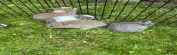 Netherland Dwarf rabbits for sale: Gorgeous Netherland Dwarf bunnies in Carlisle - Advert 14