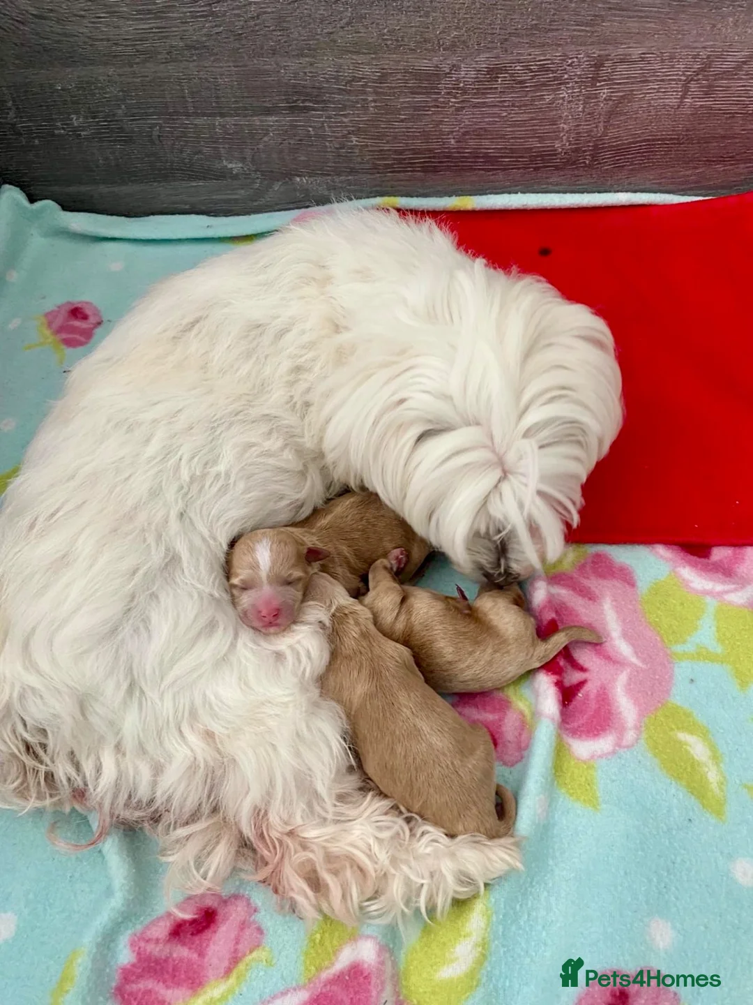 Maltipoo dogs for sale: Beautiful Red F1 Maltipoos - Advert 2