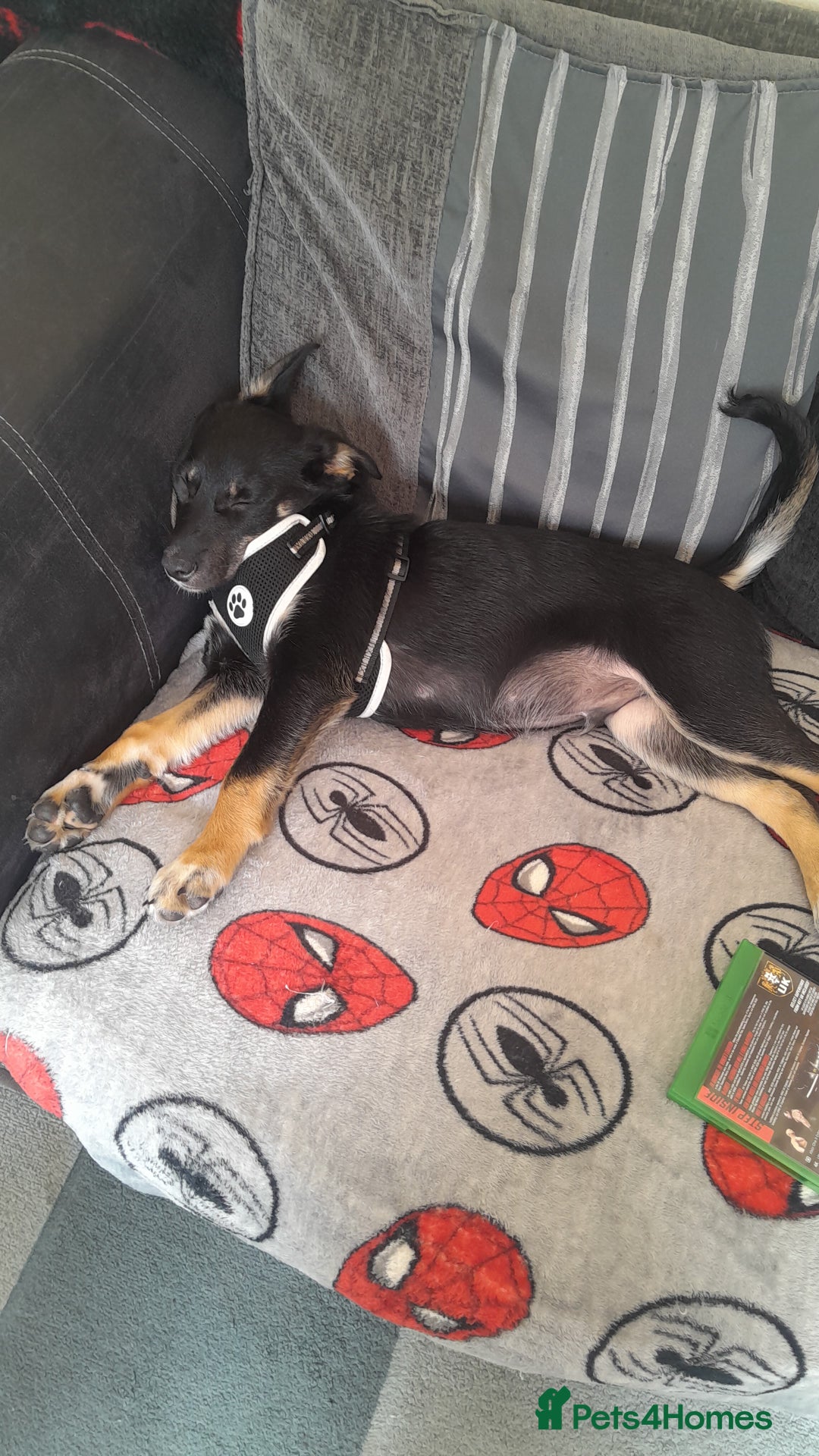 Mixed Breed dogs for sale: Mixed puppy  in Cardiff - Image 4
