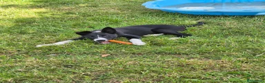Border Collie 7
