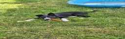 Border Collie dogs for sale: ISDS registered B&W pups, good breeding  - Advert 21